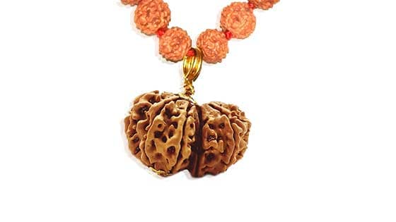 Gauri Shankar Rudraksha - Lab Certified