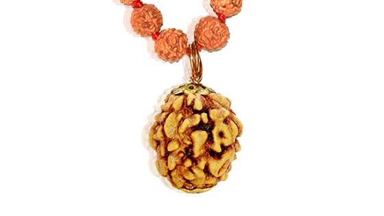 Teen Mukhi / Three Faced Rudraksha - Lab Certified