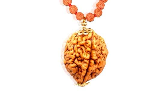 Do Mukhi / Two faced Rudraksha - Lab Certified