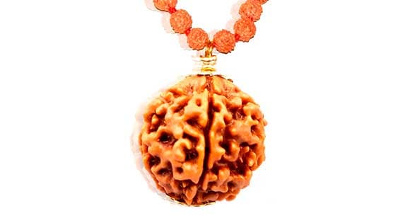 Panch Mukhi/ Five Faced Rudraksha - Lab Certified