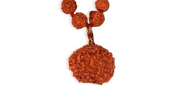 Chhah Mukhi/ Six Faced Rudraksha - Lab Certified