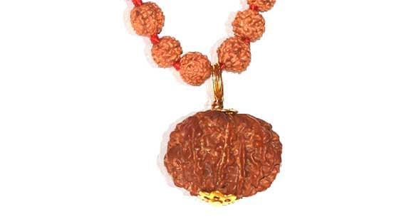 Aath Mukhi/ Eight Faced Rudraksha - Lab Certified