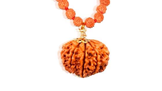 Saat Mukhi/ Seven Faced Rudraksha - Lab Certified