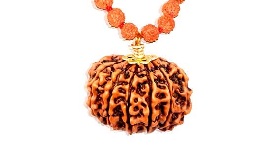 Gyara Mukhi / Eleven Faced Rudraksha - Lab Certified