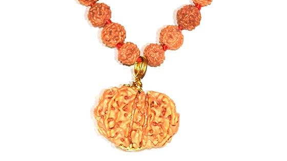 Baarah Mukhi/Twelve Faced Rudraksha - Lab Certified