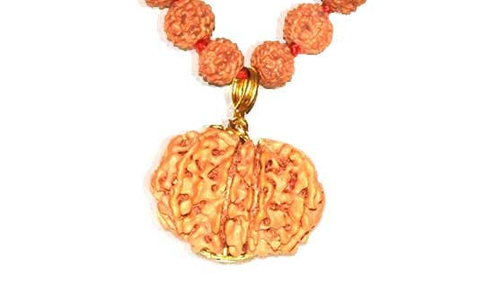 Terah Mukhi/ Thirteen Faced Rudraksha - Lab Certified