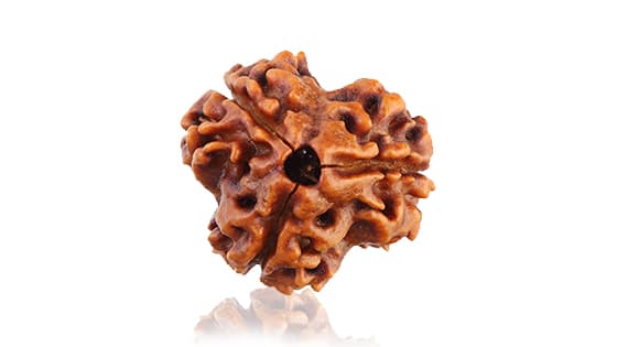 Teen Mukhi Three Faced Nepali Rudraksha - Lab Certified