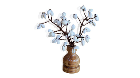 Rudraksha Tree (54 Beads Kaudi Tree)