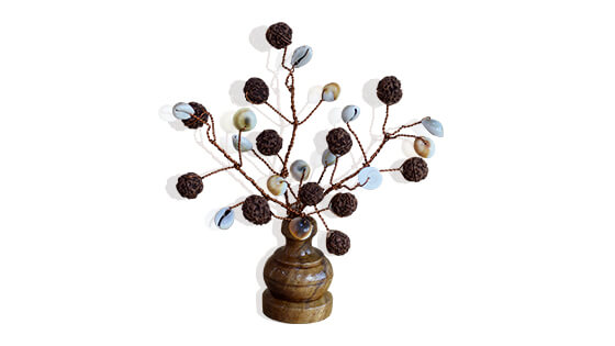 Rudraksha Tree (27 Beads, Natural, Kaudi, Gomati Chakra)