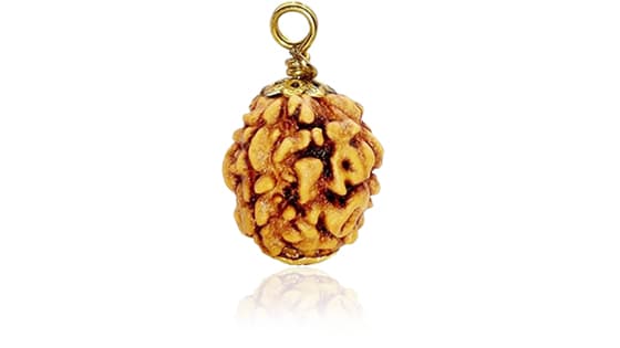 Teen Mukhi / Three-Faced Rudraksha - Lab Certified (Without Mala)