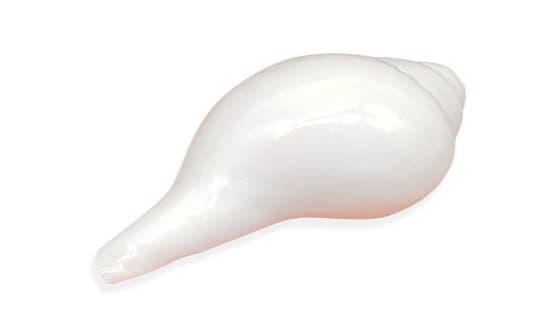 Blowing Shankh (5.5 to 6 inches)