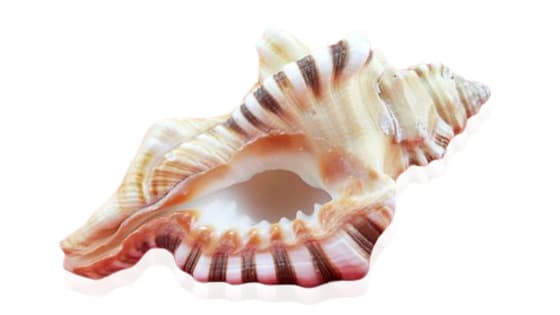 Ganesh Mukhi Sankh