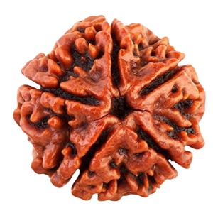 12 Mukhi Rudhraksh